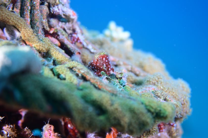 שוניות אלמוגים